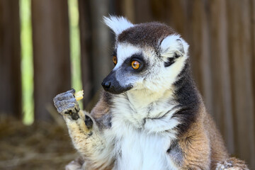 Lemur eating pieces of an apple