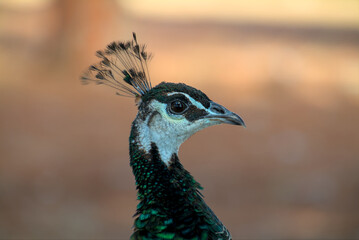 Portrait photo of a peacock