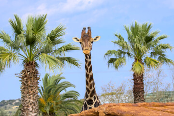 Giraffe between two palm trees in the zoo