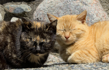 Two cuddling cats in the sunshine