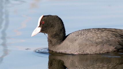 black headed goose