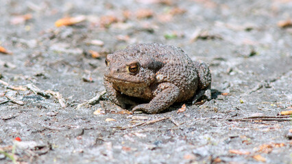 frog on the ground