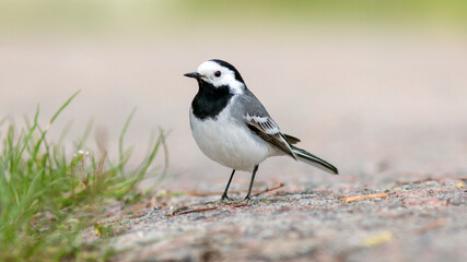 white wagtail on a branch