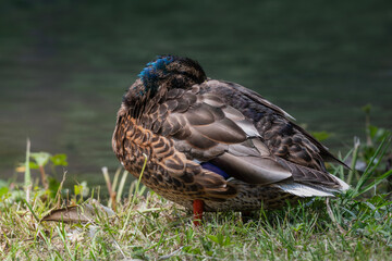 pato