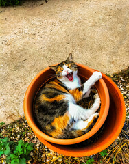 cat with its mouth open