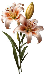 lily flowers isolated on the white background, ultra details, 8K, copyspace around the flowers, easter holiday