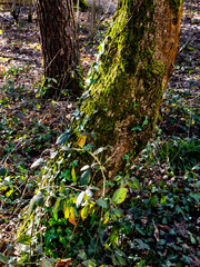 Fototapeta premium (Itchen Valley Country Park, Hampshire, England)