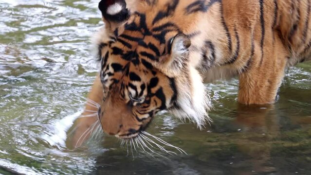 A Malayan tiger tries to turn a boulder in a river bed