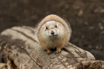 丸くなったカメラ目線のプレーリードッグ