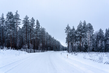 turning right through snow-covered pines, winter view