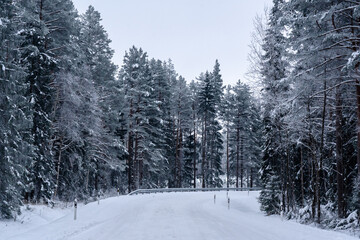 turning right through snow-covered pines