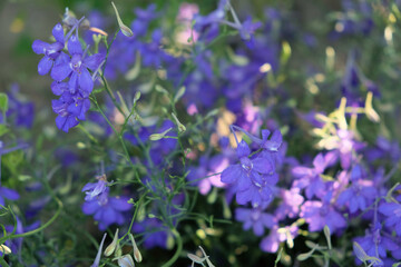 Blooming purple flowers are nestled among green stems, with soft lighting enhancing their beauty.