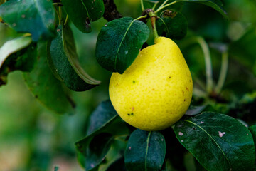 A single pear on a branch, its yellow skin contrasting the dark green, wet leaves around it.