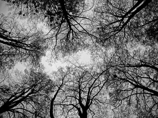 The sky is visible through a network of complex, bare tree branches.