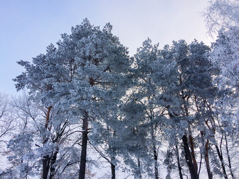 The image captures a group of frost-covered trees against a clear sky, giving a serene and chilly atmosphere.