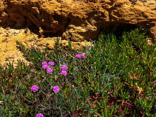 The image shows a rocky surface with vibrant green plants and pink flowers growing.