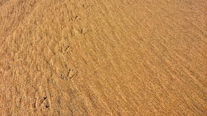 The image captures bird footprints on a sandy surface with a uniform, fine texture.