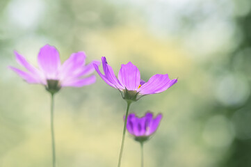 Purple cosmos flowers outdoors, green blurred background. Side view, selective focus. - 745111590