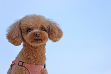 青空とトイプードル
