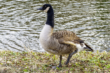 country goose on the water