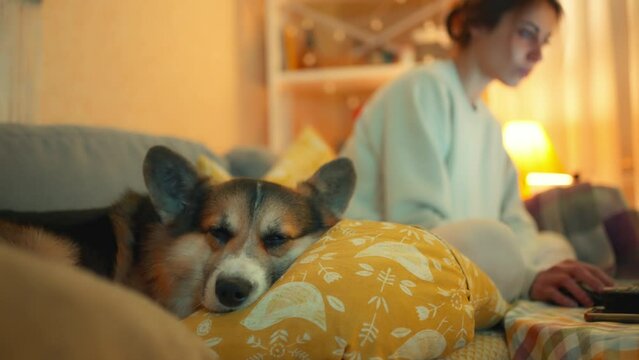 close up funny sleepy corgi dog lying on couch close to his woman master working with laptop. lovely welsh corgi breed dog pet at home. focus on woman