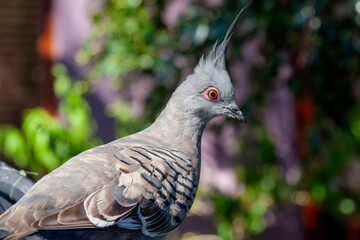 Crested pigeon (Ocyphaps lophotes) in Watsons Bay, Sydney, NSW, Australia