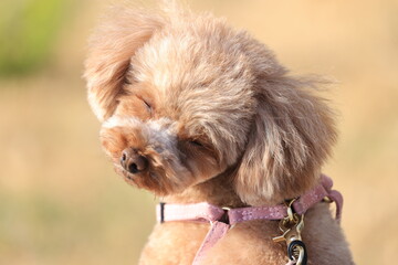 眠そうな顔をしているトイプードル