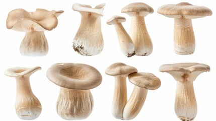 King Oyster mushroom or Eringi isolated on white background . Set or collection - obrazy, fototapety, plakaty