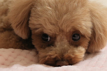 伏せをしているトイプードル