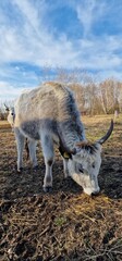 Hungarian Grey Steppe breed of beef cattle   It belongs to the group of Podolic cattle 
 characterised by long lyre-shaped horns and a pale grey coat. It is well adapted to extensive pasture systems a