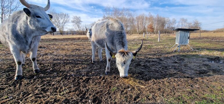 Hungarian Grey Steppe breed of beef cattle   It belongs to the group of Podolic cattle 
 characterised by long lyre-shaped horns and a pale grey coat. It is well adapted to extensive pasture systems a