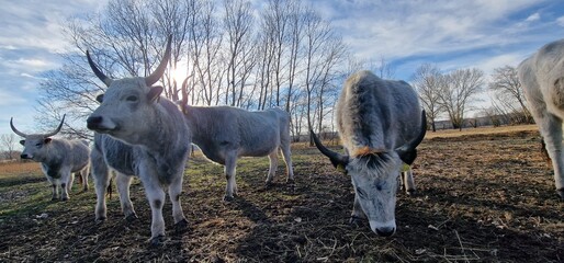 Hungarian Grey Steppe breed of beef cattle   It belongs to the group of Podolic cattle 
 characterised by long lyre-shaped horns and a pale grey coat. It is well adapted to extensive pasture systems a
