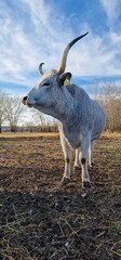 Hungarian Grey Steppe breed of beef cattle   It belongs to the group of Podolic cattle 
...