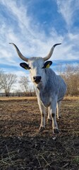 Hungarian Grey Steppe breed of beef cattle   It belongs to the group of Podolic cattle 
 characterised by long lyre-shaped horns and a pale grey coat. It is well adapted to extensive pasture systems a