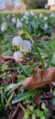 Leucojum is a small genus of bulbous plants native to Eurasia belonging to the Amaryllis family...