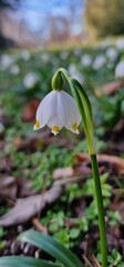 Leucojum is a small genus of bulbous plants native to Eurasia belonging to the Amaryllis family...