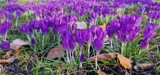 spring crocus, giant crocus vernus species in Family Iridaceae, native to the Alps, the Pyrenees, and the Balkans. Its cultivars and those of Crocus flavus (Dutch crocus) are used as ornamental plants