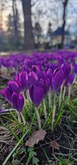 spring crocus, giant crocus vernus species in Family Iridaceae, native to the Alps, the Pyrenees, and the Balkans. Its cultivars and those of Crocus flavus (Dutch crocus) are used as ornamental plants
