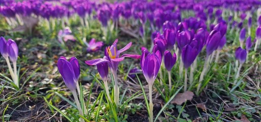 spring crocus, giant crocus vernus species in Family Iridaceae, native to the Alps, the Pyrenees, and the Balkans. Its cultivars and those of Crocus flavus (Dutch crocus) are used as ornamental plants