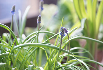 close-up of a flower bud of a muscari beginning to bloom in potted
