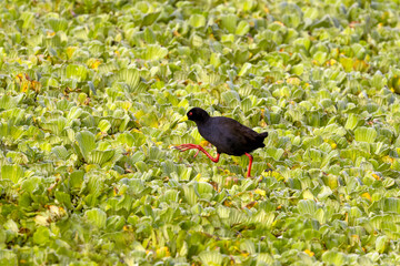 A black crake, Amaurornis flavirostra, walks across a lake covered in water lettuce, Pistia stratiotes. Queen Elizabeth National Park, Uganda.