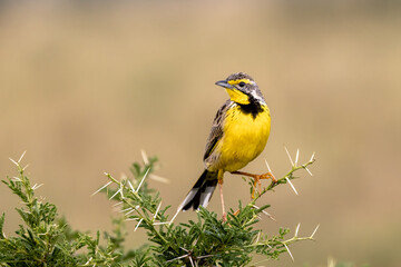 Obraz premium A yellow-throated longclaw, macronyx croceus, perched on a thorny acacia tree in Queen Elizabeth National Park, Uganda. Soft background with space for text.