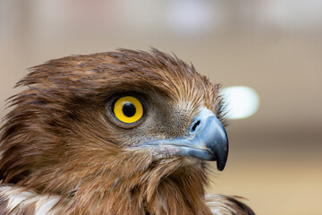 Close-up of a red-tailed hawk.