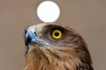 Close-up of a red-tailed hawk.