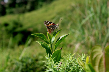 butterfly on the grass