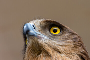 Close-up of a red-tailed hawk.