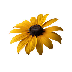 A Black-Eyed Susan on a white background