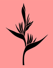 Heliconia. Vector black silhouette of heliconia flower, a beautiful tropical plant isolated on pink background.