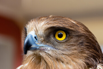 Close-up of a red-tailed hawk.