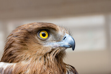 Close-up of a red-tailed hawk.